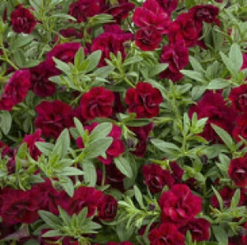 double ruby_300x3007